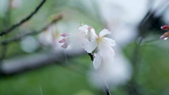 春天春雨樱花唯美升格空镜