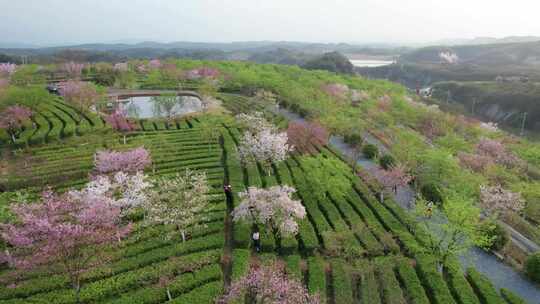 湖南省郴州市高椅岭樱花茶园4k航拍风光