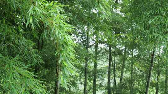 下雨天竹林景观特写，竹节挺拔竹叶繁茂