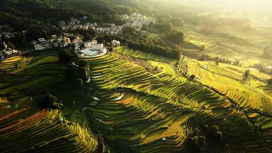 秋天丰收的稻田