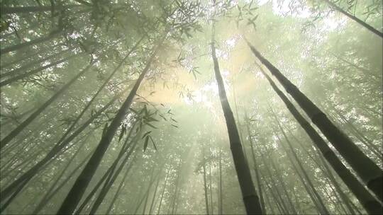 竹林地美景视频素材模板下载