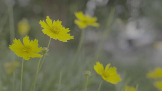 【4K】草丛中随微风摇动的雏菊（S-Log3）视频素材模板下载