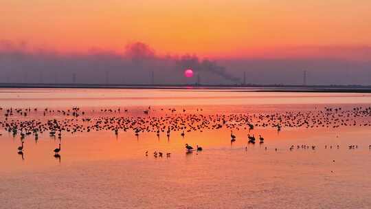 江西鄱阳湖湿地候鸟白鹤大雁