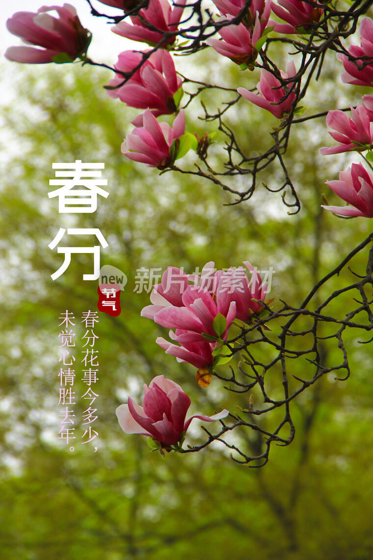 二十四节气，春分，玉兰花