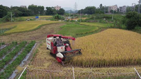 机械收割水稻航拍