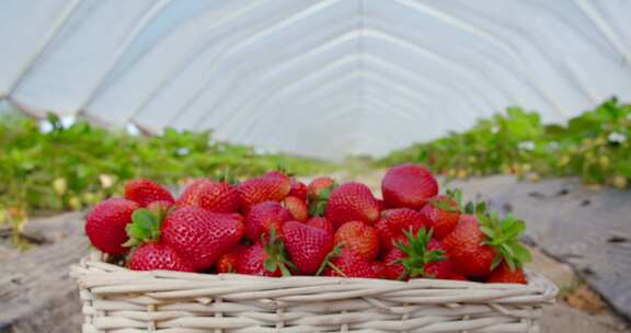 草莓园里新鲜采摘的一筐草莓
