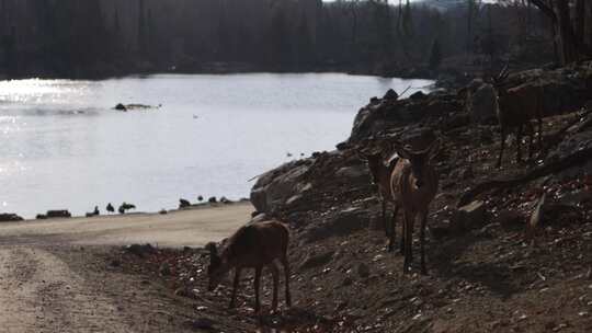 马鹿群下岩石岸与湖泊森林场景slomo