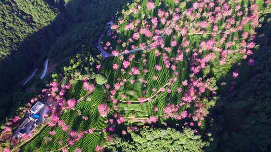 云南大理无量山樱花谷冬樱花和茶园茶树航拍