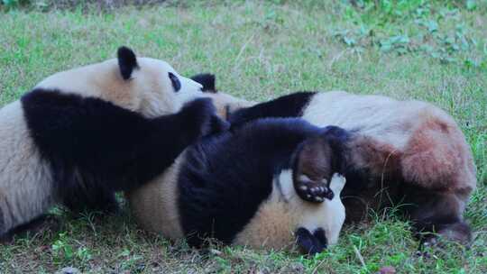 动物园大熊猫打架视频合集