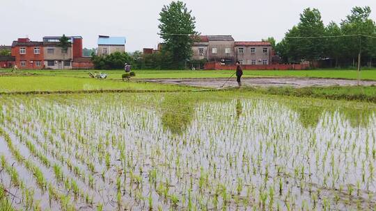 稻田素材