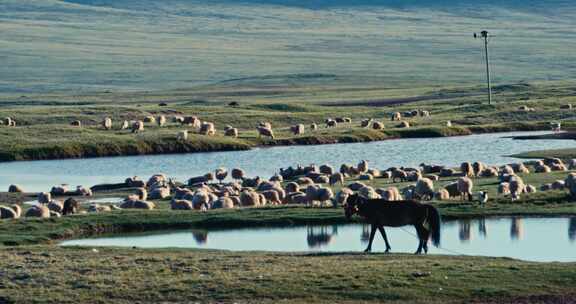 唐古拉山镇 放牧的羊群