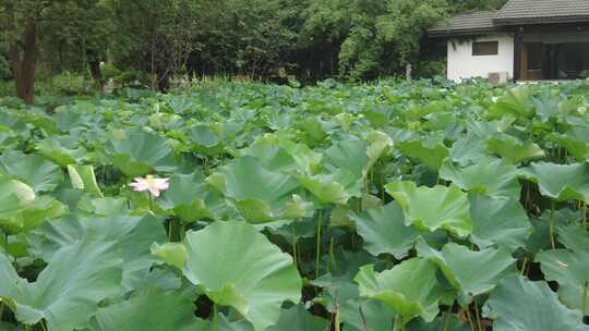 农业种植夏日植物荷花荷叶莲藕实拍