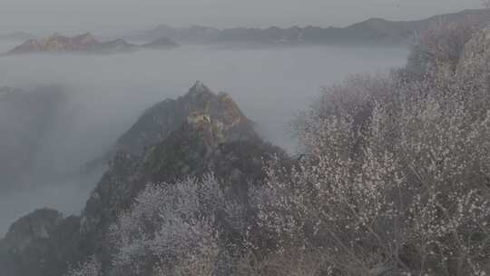 经典左飞桃花海发现南二楼云海