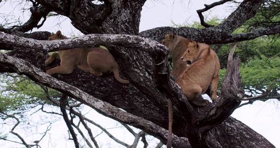 树上的母狮