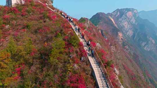 长江三峡巫峡红叶