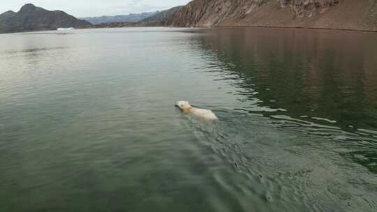 北极熊，北冰洋，海，游泳