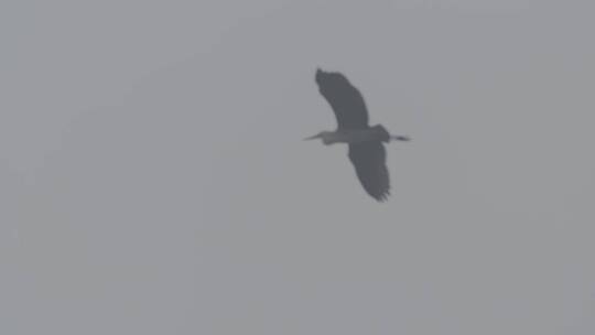 白鹭苍鹭栖息地实拍LOG视频素材