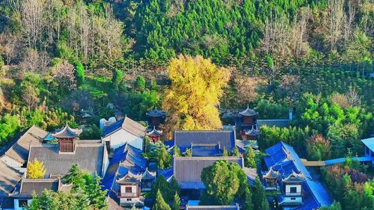 古观音禅寺银杏树秋景