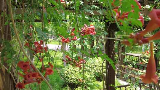 城市公园鲜花盛开实拍