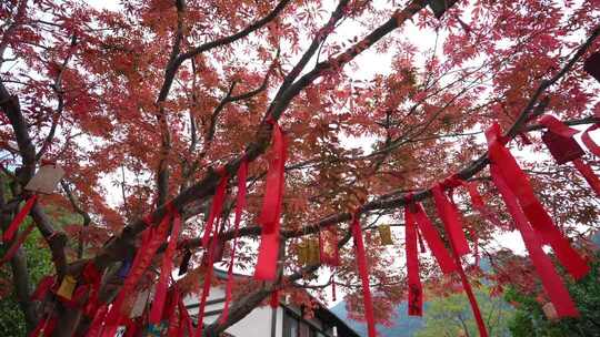 挂满红绸带的许愿树 祈福红丝带许愿场景