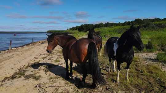 蓝天下，三匹马在郁郁葱葱的田野里安详地吃视频素材模板下载