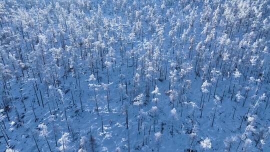 航拍林海雪原银色松林