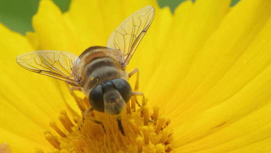 春天蜜蜂采蜜微距特写金鸡菊视频素材模板下载