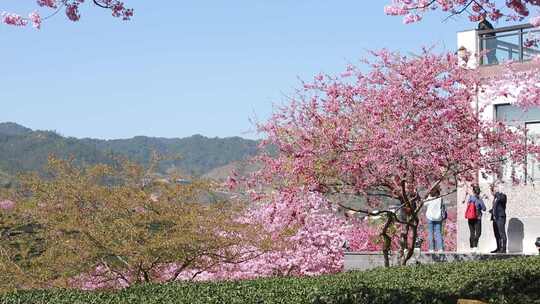 福建龙岩台品樱花茶园