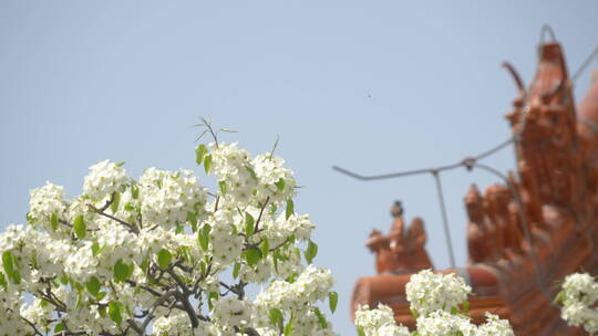 慢镜头下故宫寿康宫前的梨树花开