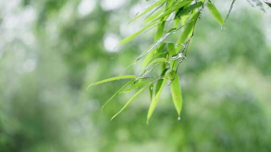 竹林竹叶禅意下雨天唯美空镜