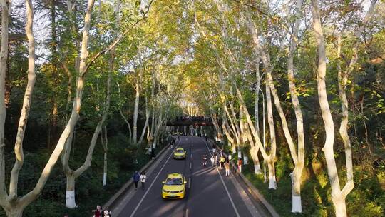 南京秋天 梧桐大道 陵园路