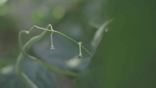 采摘蔬菜实拍