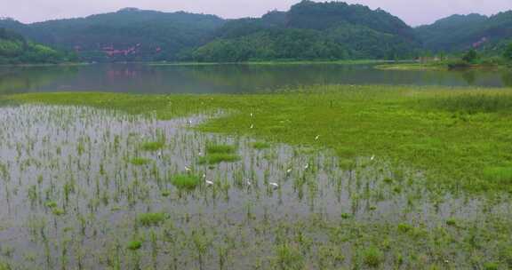 青山绿水生态湿地一群白鹭飞翔栖息升格空镜