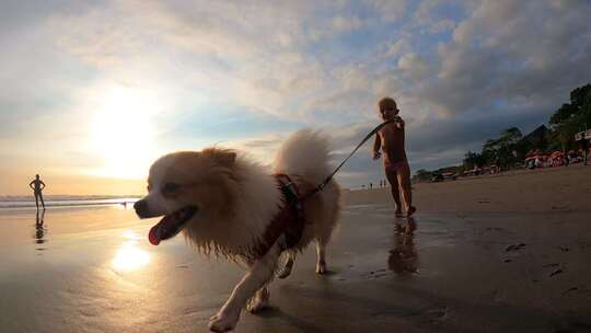 日落时分，湿博美犬和一个白色蹒跚学步的孩