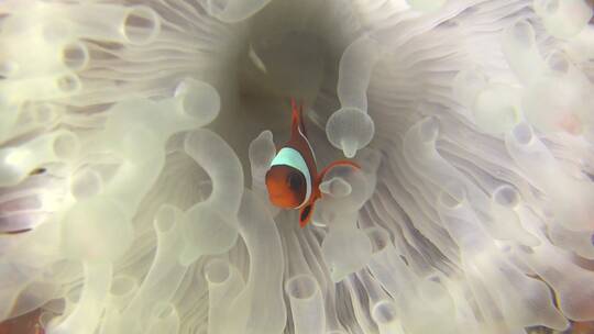 珊瑚中的的小丑鱼视频素材模板下载