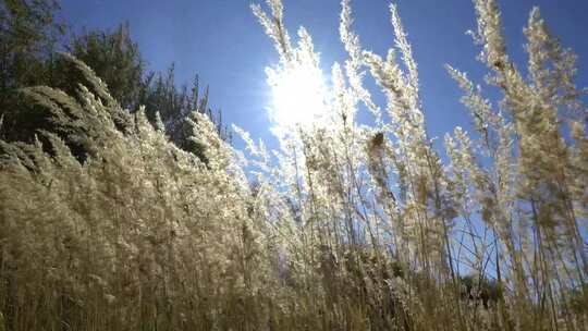 B新疆 准噶尔 河边 阳光下 风吹麦浪