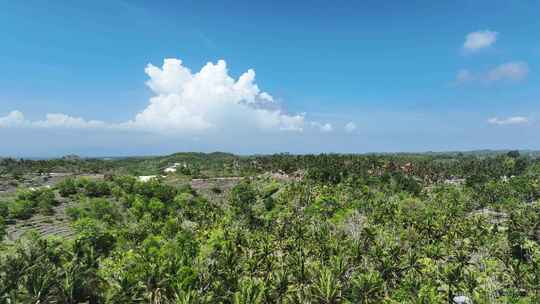 印度尼西亚巴厘岛佩尼达岛热带雨林自然风光