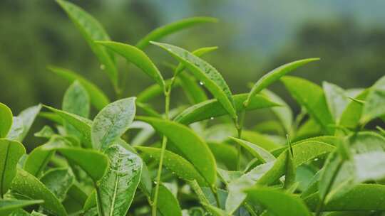 茶叶茶山茶园红茶绿茶春茶