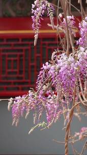 中国北京故宫博物院内绽放的藤萝花竖屏