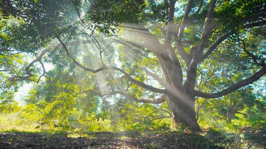 森林大自然-逆光光影清晨光线丁达尔光4K