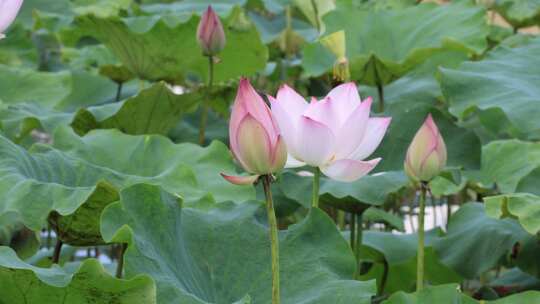 荷花、荷花池、荷叶、莲蓬