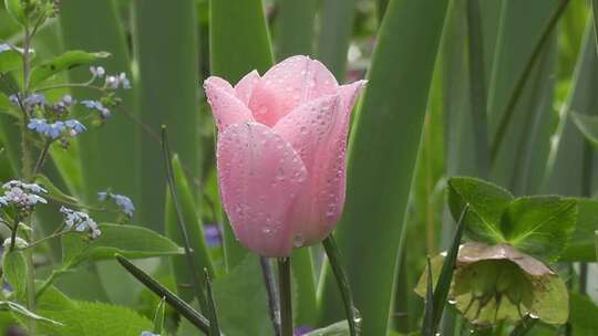 粉色郁金香盛开 雨中的花朵