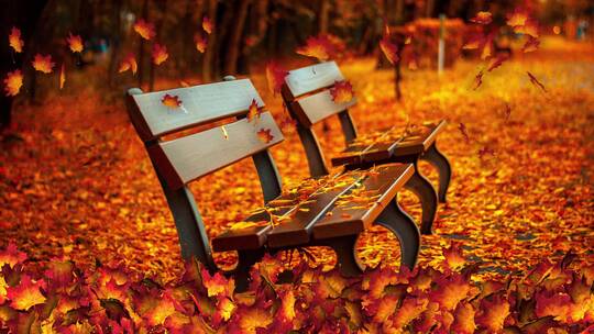 大自然秋天 道路旁的座椅与或红色的树叶