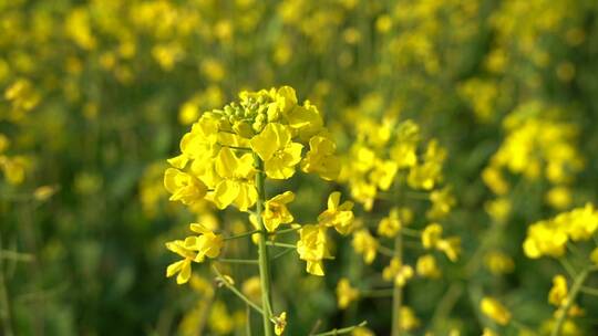 油菜花 蜜蜂采蜜 唯美油菜花