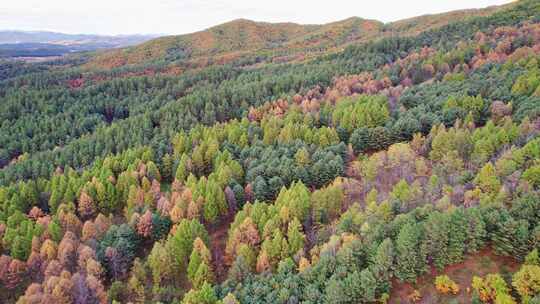 秋天五花山森林黑龙江小兴安岭林区航拍