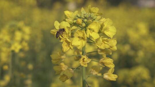 油菜花 蜜蜂采蜜 唯美油菜花