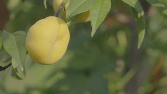 阳光下黄桃农业桃园黄桃种植桃子视频素材模板下载
