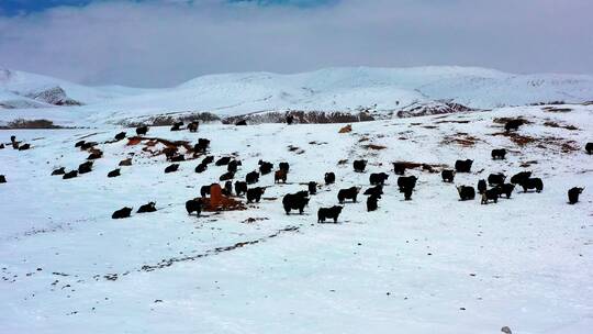 西藏雪山牦牛群