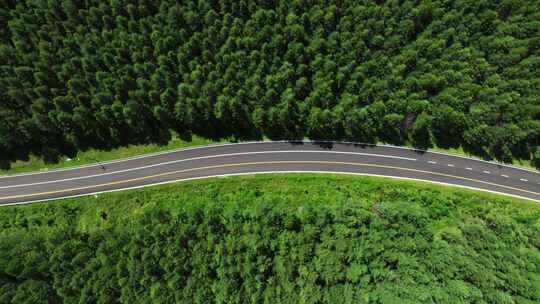 行驶在森林公路上的汽车