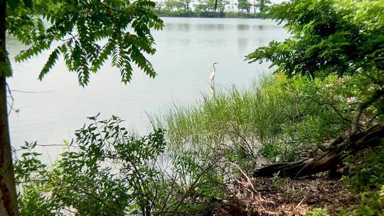 一只鹤鸟站在湖边
